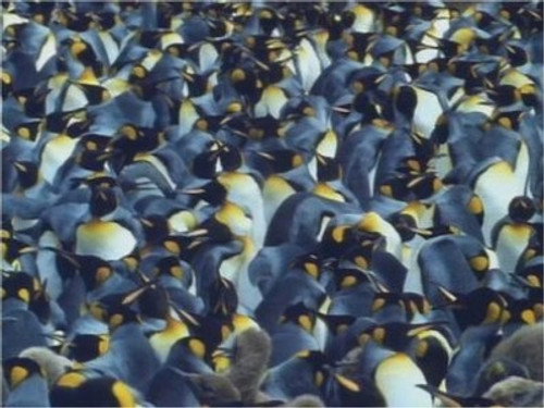 Life in the Freezer Season 1 Episode 1 - The Bountiful Sea