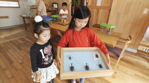 Insects still