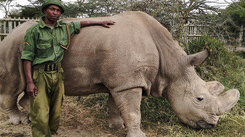 Nature Season 36 Episode 11 - The Last Rhino