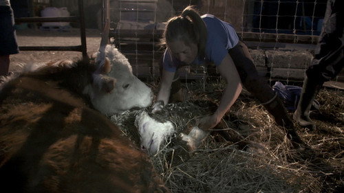 Dr. Oakley, Yukon Vet Season 3 Episode 3 - Baby Boom