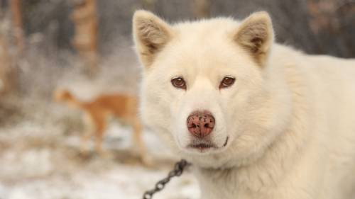 The Last Alaskans Season 2 Episode 4 - Alone
