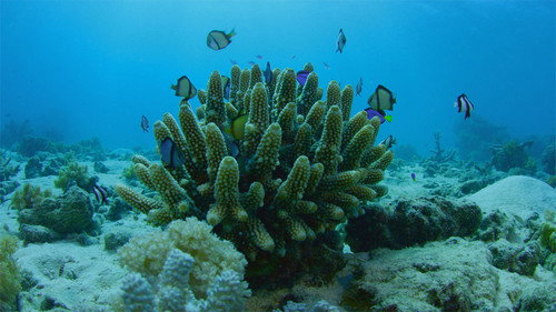Catalyst Season 18 Episode 8 - Can We Save the Reef?