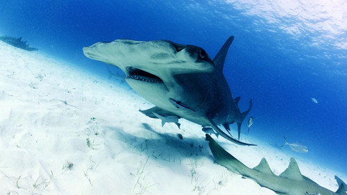 OceanXplorers Season 1 Episode 4 - Hammerhead Highway
