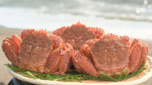 Trails to Oishii Tokyo Season 4 Episode 24 - HORSEHAIR CRABS