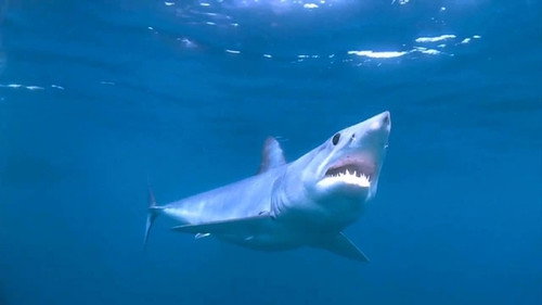 When Sharks Attack Season 1 Episode 3 - California Killer