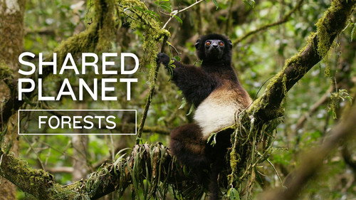 The Nature of Things Season 64 Episode 7 - Shared Planet: Forests
