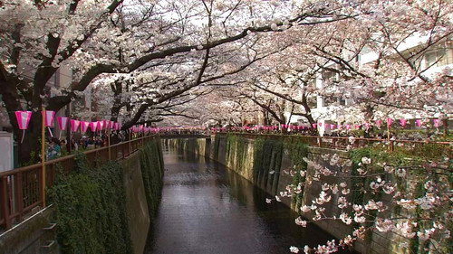 Dive in Tokyo Season 5 Episode 15 - The Meguro River – A Mirror of Urban Transformation