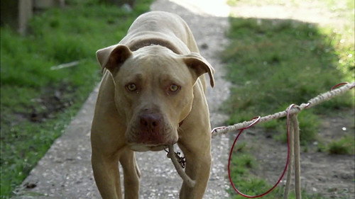 Pit Bulls and Parolees Season 4 Episode 3 - A Gift from Heaven