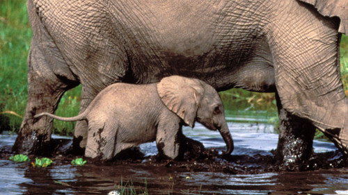 Nature Season 19 Episode 13 - Baby Tales