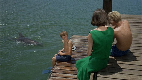 Flipper Season 1 Episode 12 - Lady and the Dolphin (1)