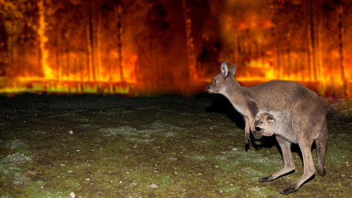 Nature Season 39 Episode 2 - Australian Bushfire Rescue