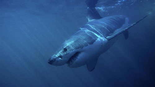When Sharks Attack Season 3 Episode 2 - Nightmare Island
