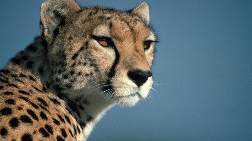 Nature Season 18 Episode 10 - Cheetahs in a Hot Spot