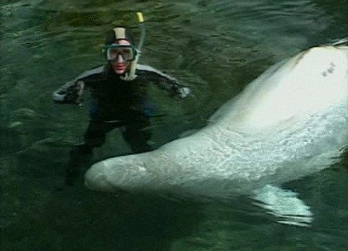 Bill Nye the Science Guy Season 4 Episode 3 - Marine Mammals