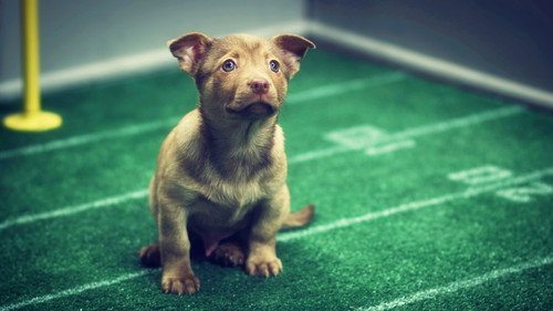 CollegeHumor Shorts Season 5 Episode 8 - Any Given Puppy Bowl