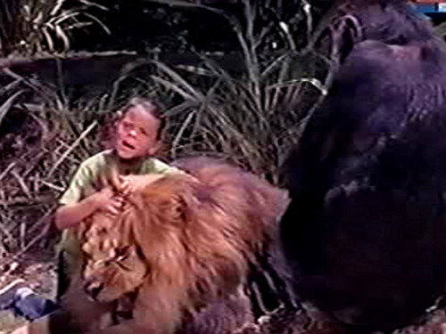 Daktari Season 4 Episode 2 - Clarence the Lionhearted