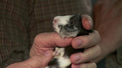 The Incredible Dr. Pol Season 20 Episode 5 - Cat Scratch Fleaver