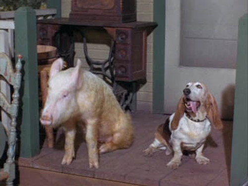 Green Acres Season 3 Episode 3 - Love Comes to Arnold Ziffel