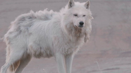 Kingdom of the White Wolf Season 1 Episode 1 - The Search