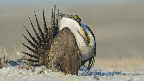 Nature Season 33 Episode 17 - The Sagebrush Sea