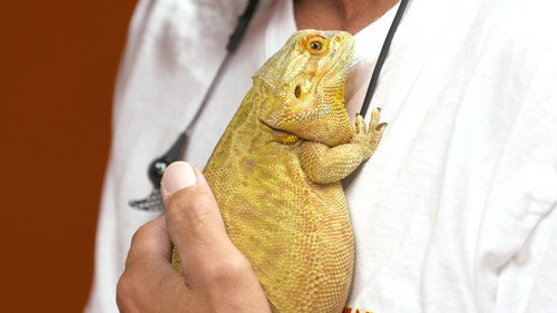 Dr. K's Exotic Animal ER Season 5 Episode 6 - Great Eggspectations