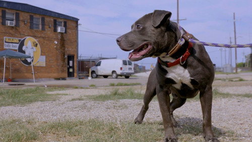 Pit Bulls and Parolees Season 14 Episode 10 - You Are Free