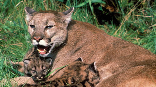 Nature Season 21 Episode 5 - Trail of the Cougar