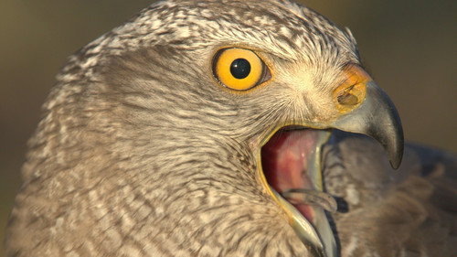 Nature Season 42 Episode 13 - Raptors - A Fistful of Daggers: Meet the Raptors