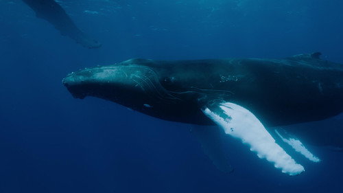 OceanXplorers Season 1 Episode 1 - Realm of the Humpbacks