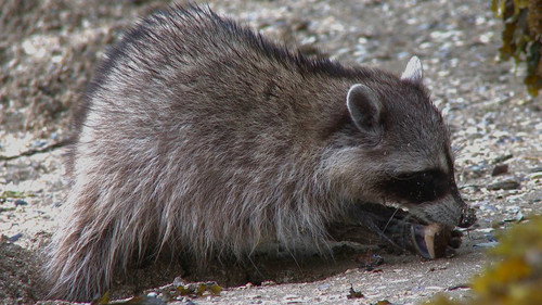 Nature Season 30 Episode 7 - Raccoon Nation