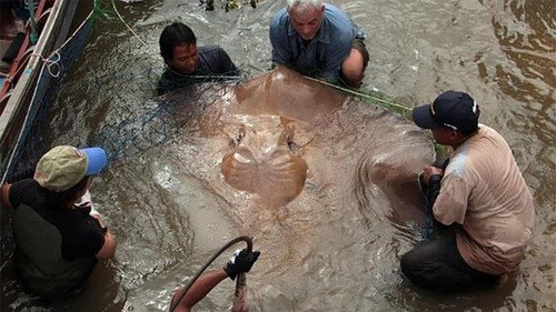 River Monsters Season 2 Episode 1 - Death Ray