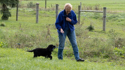 The Incredible Dr. Pol Season 23 Episode 5 - A New Pup In Town