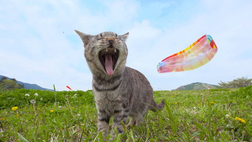 A Cat's-Eye View of Japan Season 1 Episode 24 - Ibaraki: Sporty Kitties