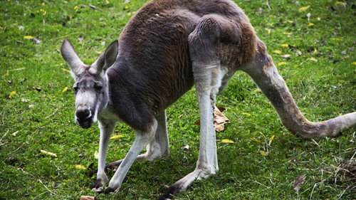 Secrets of the Zoo Season 1 Episode 3 - Kangaroo Mance