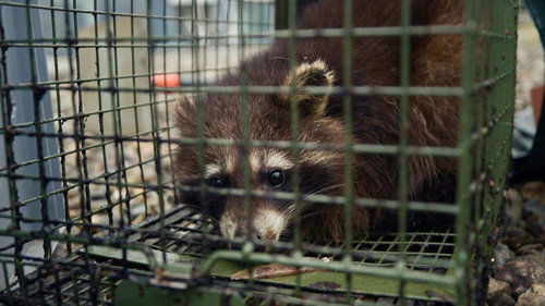 Raccoons Invade Europe still