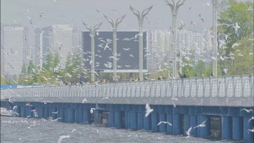 China, Yunnan Province: A City Park Where You Can See Seagulls still