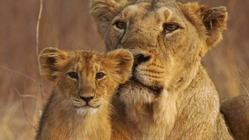 Nature Season 34 Episode 14 - India's Wandering Lions