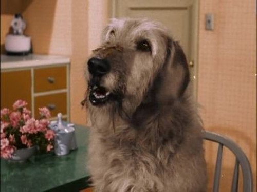 undefined Season 2 Episode 34 - Man's Best Friend