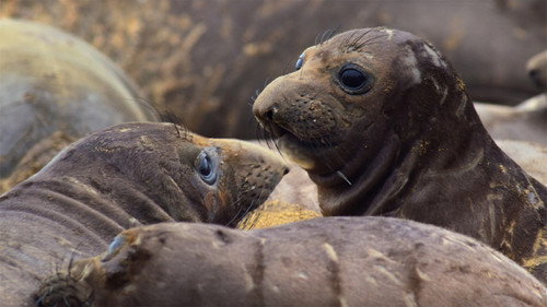 Our Great National Parks Season 1 Episode 4 - Monterey Bay National Marine Sanctuary, USA
