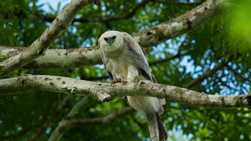 Nature Season 30 Episode 3 - Jungle Eagle