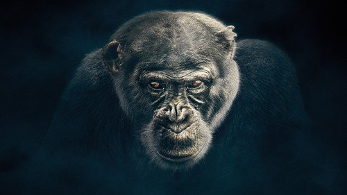 Dynasties Season 1 Episode 1 - Chimpanzee