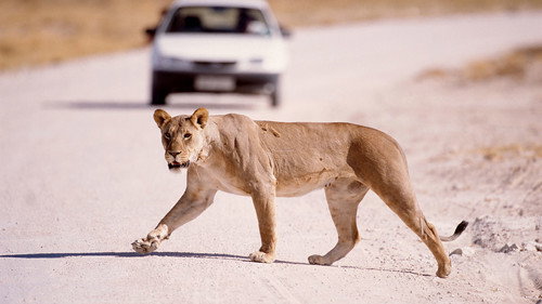 Nature Season 24 Episode 12 - The Vanishing Lions