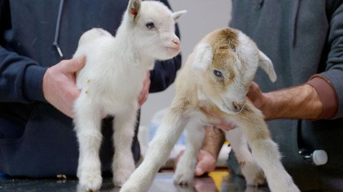 Heartland Docs, DVM Season 2 Episode 3 - Don't Rock the Goat