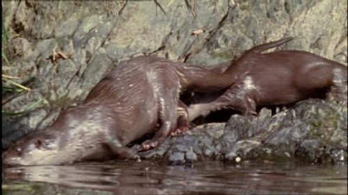 Natural World Season 25 Episode 2 - On the Trail of Tarka