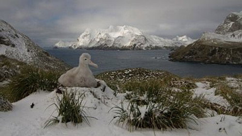 Natural World Season 17 Episode 1 - South Georgia: an Island All Alone