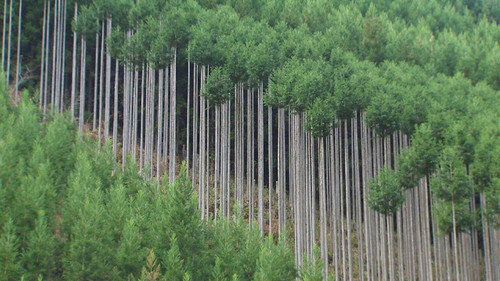 Core Kyoto Season 5 Episode 4 - Kitayama Cedar: Lending a Quality of Polished Dignity and Beauty