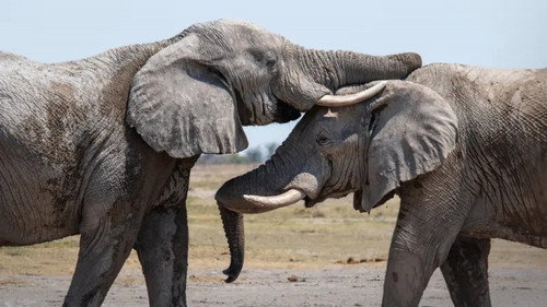 Africa Earth's Wild Home Season 1 Episode 5 - Plains