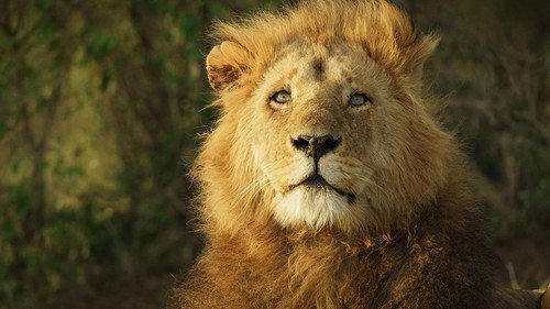 Serengeti Season 2 Episode 5 - Power