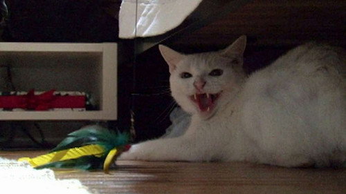 My Cat from Hell Season 1 Episode 3 - Wildcat!
