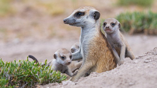 Meerkat Manor: Rise of the Dynasty Season 1 Episode 2 - Location, Location, Location
